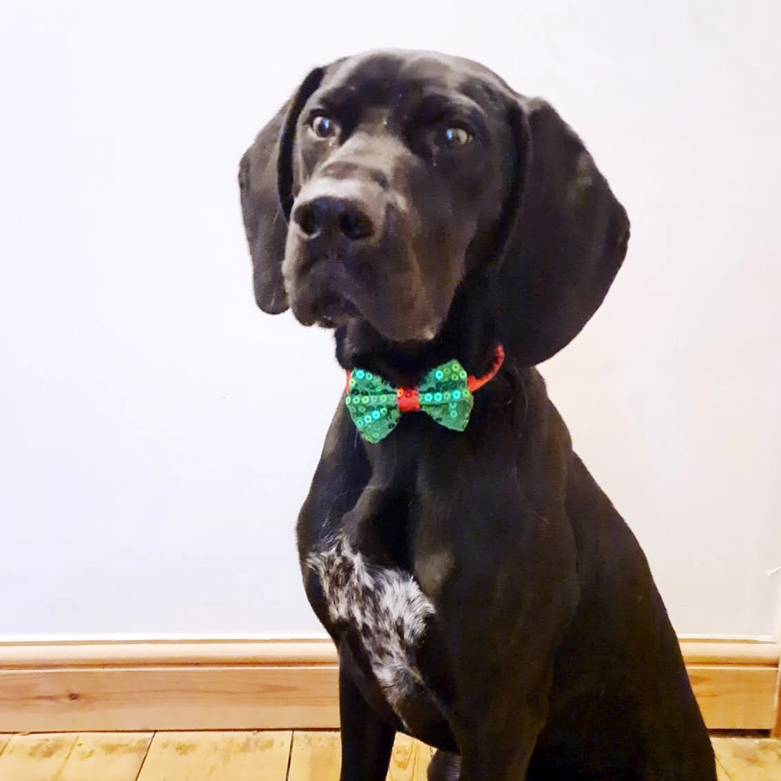 Koiran jouluasuste Sparkling Xmas (24-35cm kaulaan)
