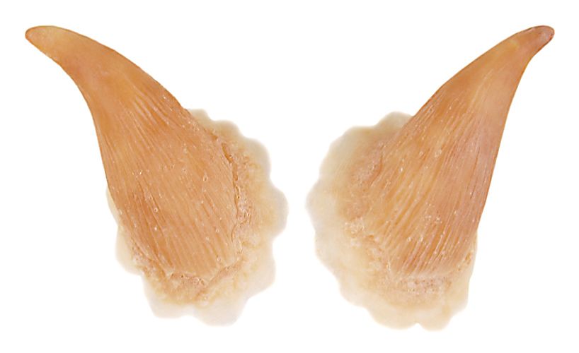 GRIMAS latexosat Pirun sarvet